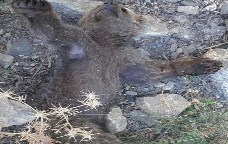 توله خرس در ارتفاعات پیرانشهر تلف شد