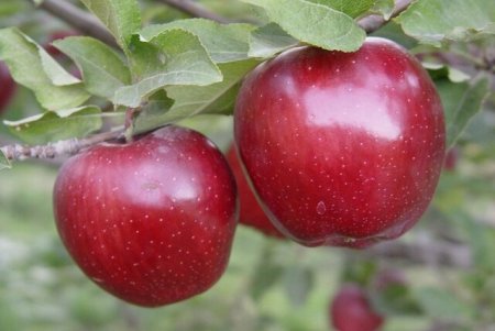 صادرات سیب آذربایجان غربی به روسیه