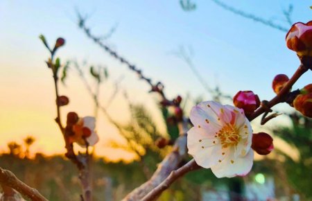چگونه از سرمازدگی شکوفه‌های درختان حفاظت کنیم